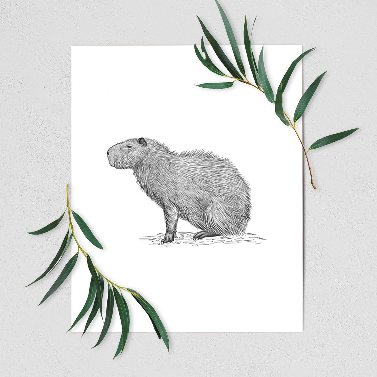 Art print of a detailed black ink illustration of a capybara standing in profile, shown with eucalyptus leaves.