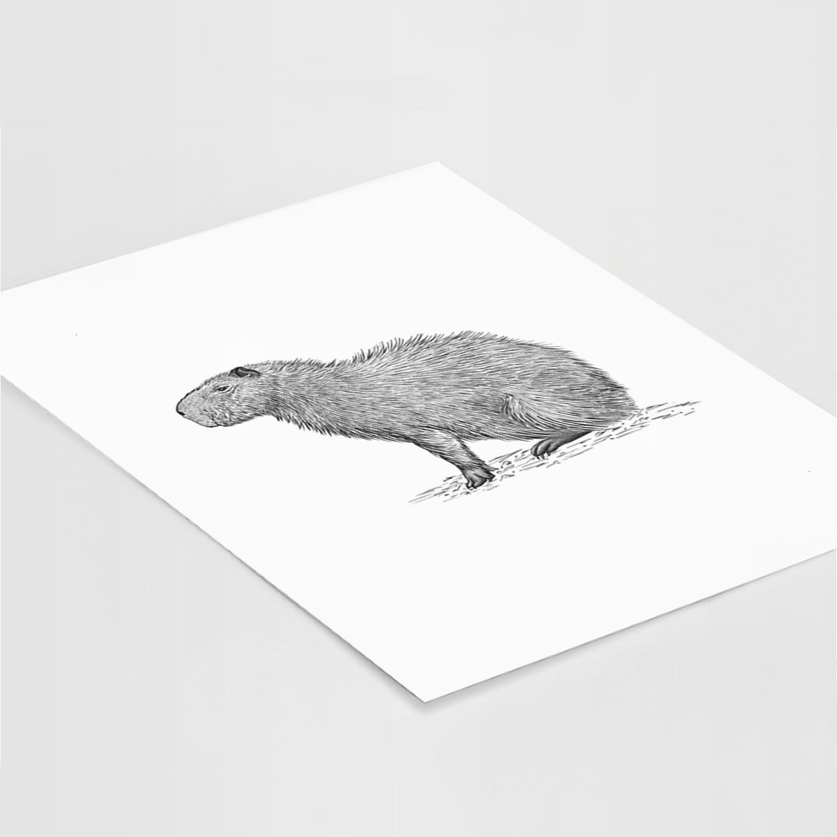 Art print of a detailed black ink illustration of a capybara standing in profile, lying at an angle on a white surface.
