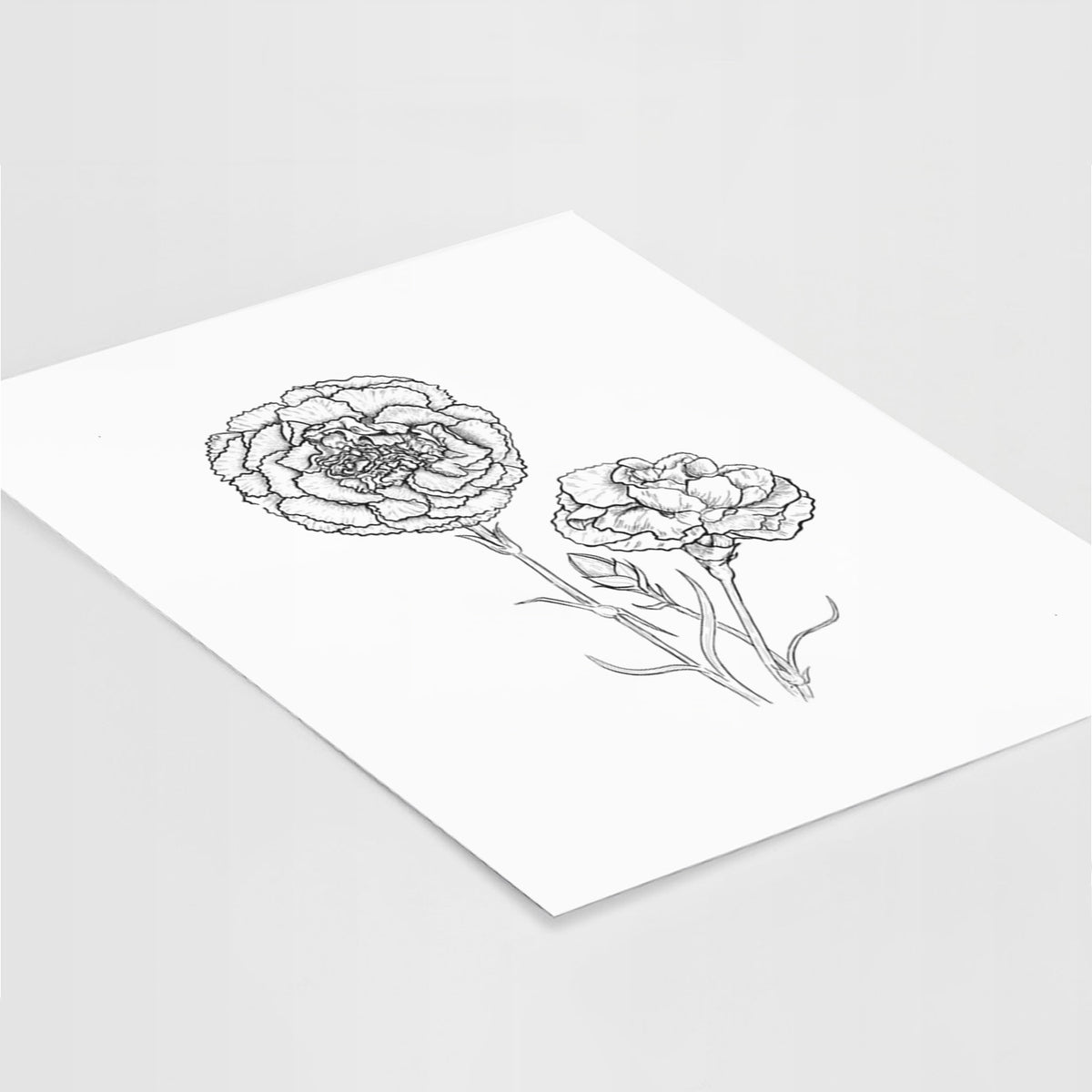 Art print of a black ink line drawing of carnation flowers on stems, lying at an angle on a white surface.
