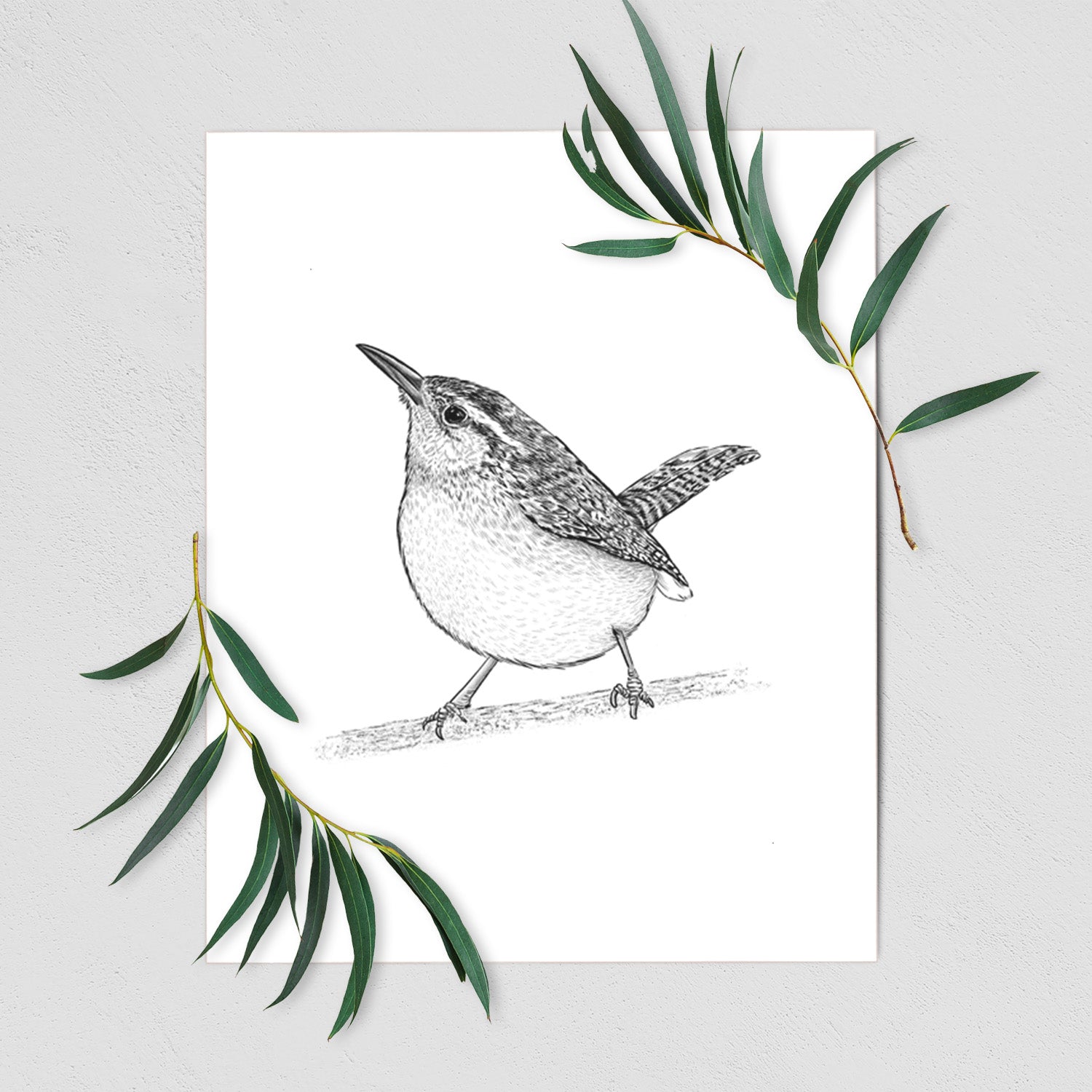 Art print of a detailed black ink sketch of a Carolina wren perched on a branch with its tail raised, shown with eucalyptus leaves.