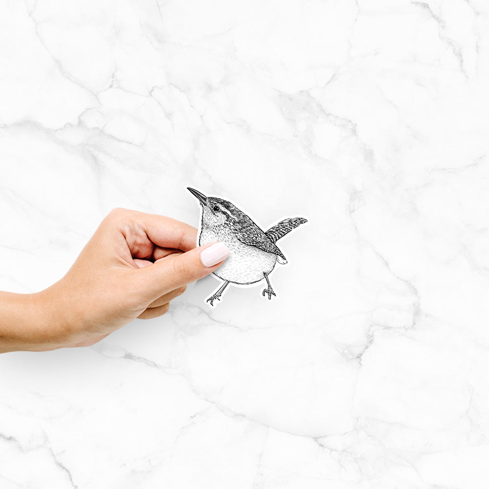 Hand holding a 4 inch vinyl decal of a detailed black ink sketch of a Carolina wren perched on a branch with its tail raised.