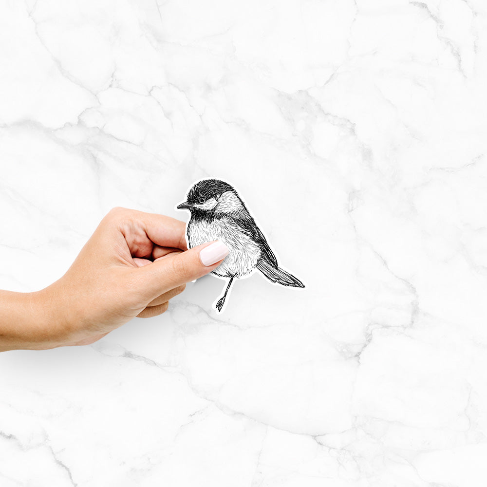 Hand holding a 4 inch vinyl decal of a detailed black ink sketch of a black-capped chickadee perched on a branch.