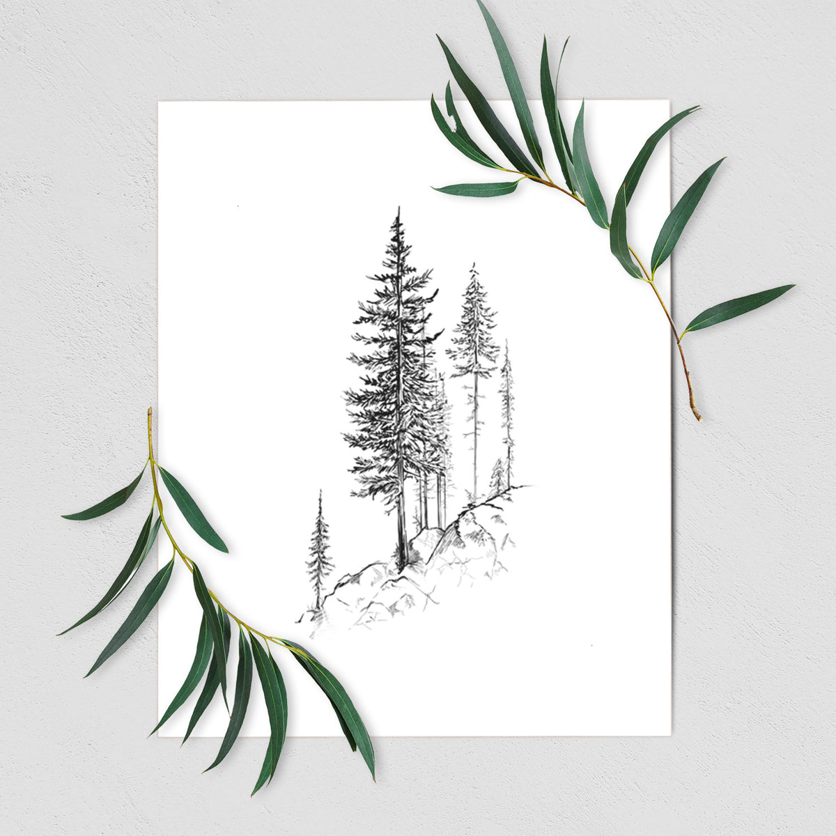 Art print of a black ink illustration of tall pine trees growing from a rocky cliff, shown with eucalyptus leaves.