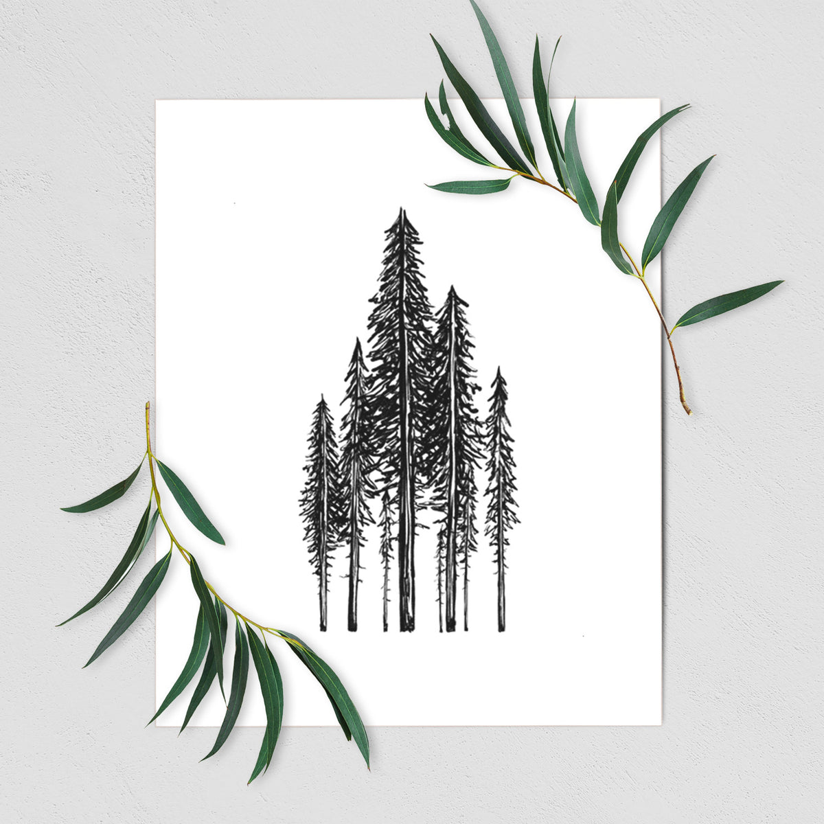 Art print of a black ink illustration of a stand of tall coastal redwood trees with slender trunks and layered branches, shown with eucalyptus leaves.