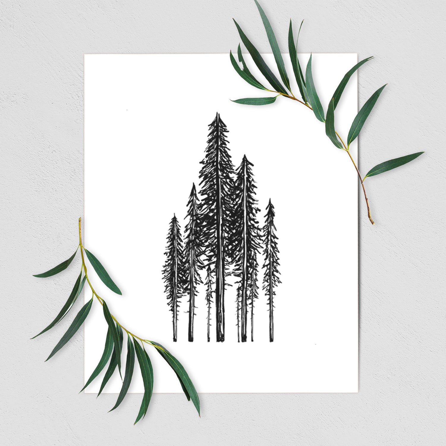 Art print of a black ink illustration of a stand of tall coastal redwood trees with slender trunks and layered branches, shown with eucalyptus leaves.