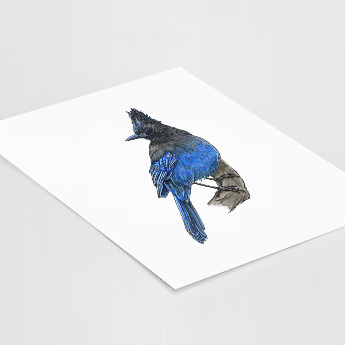 Art print of a full-color illustration of a Steller's jay perched with its dark crest raised, lying at an angle on a white surface.