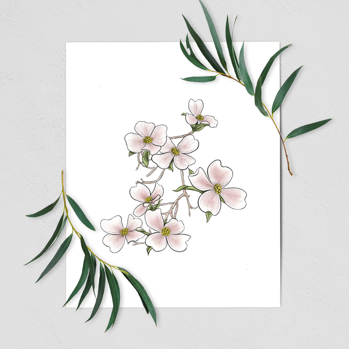 Art print of a full-color illustration of pink and white dogwood blossoms on a branch, shown with eucalyptus leaves.