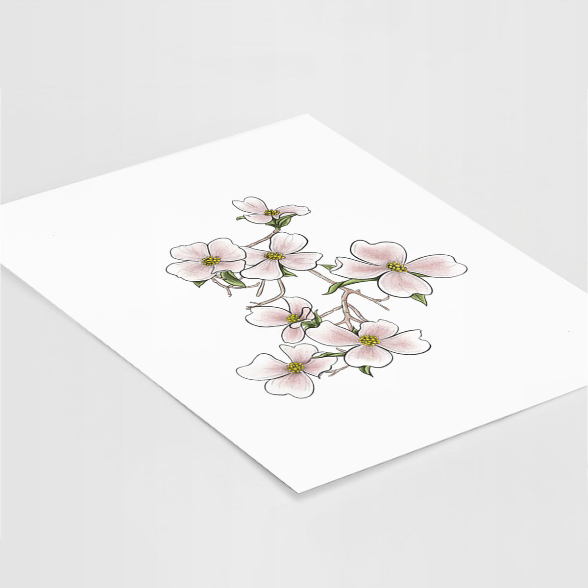 Art print of a full-color illustration of pink and white dogwood blossoms on a branch, lying at an angle on a white surface.