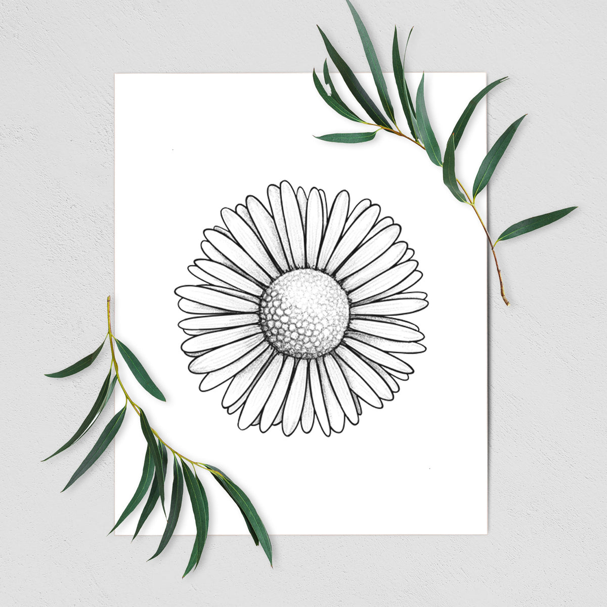 Art print of a detailed black ink line drawing of a single common daisy flower, shown with eucalyptus leaves.