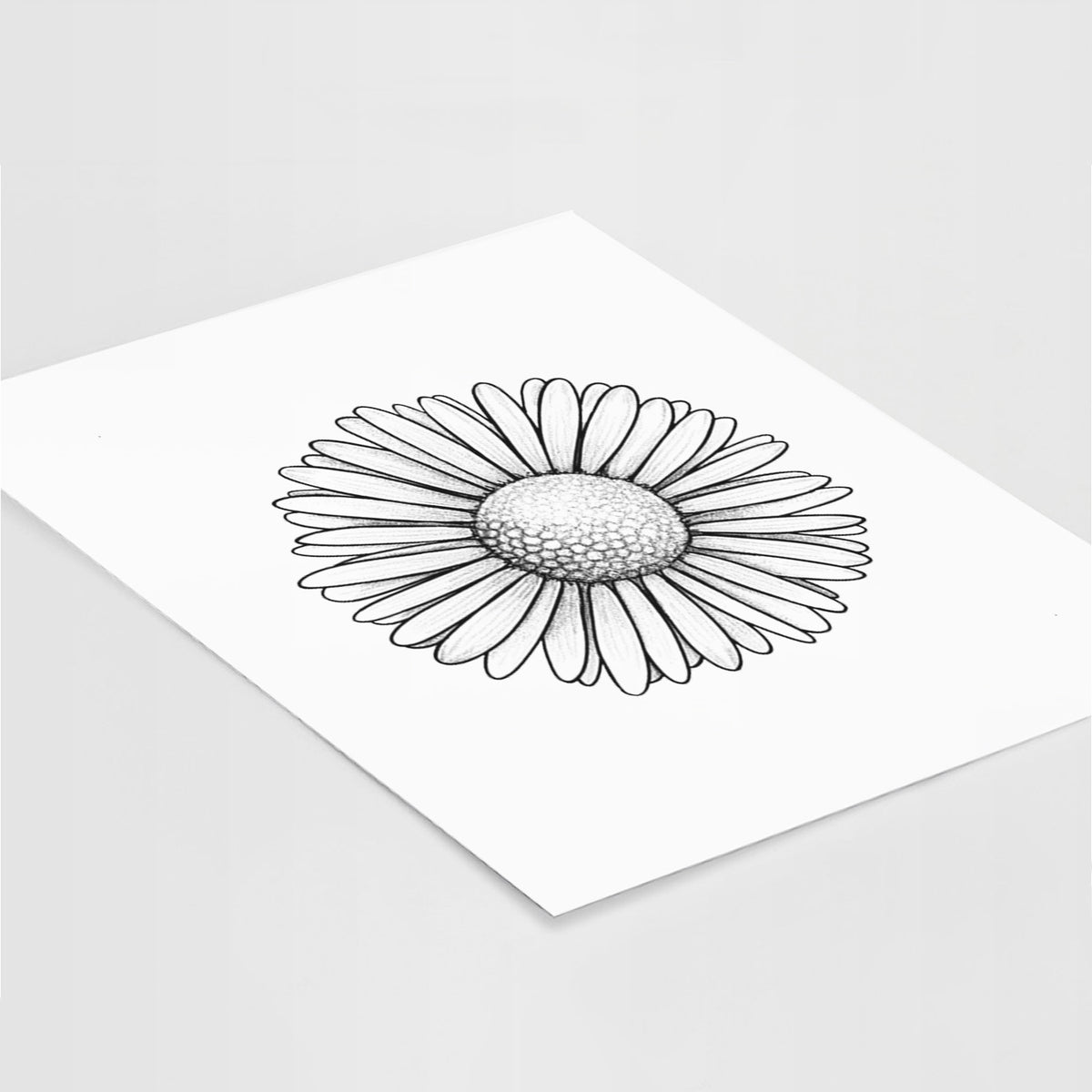 Art print of a detailed black ink line drawing of a single common daisy flower, lying at an angle on a white surface.
