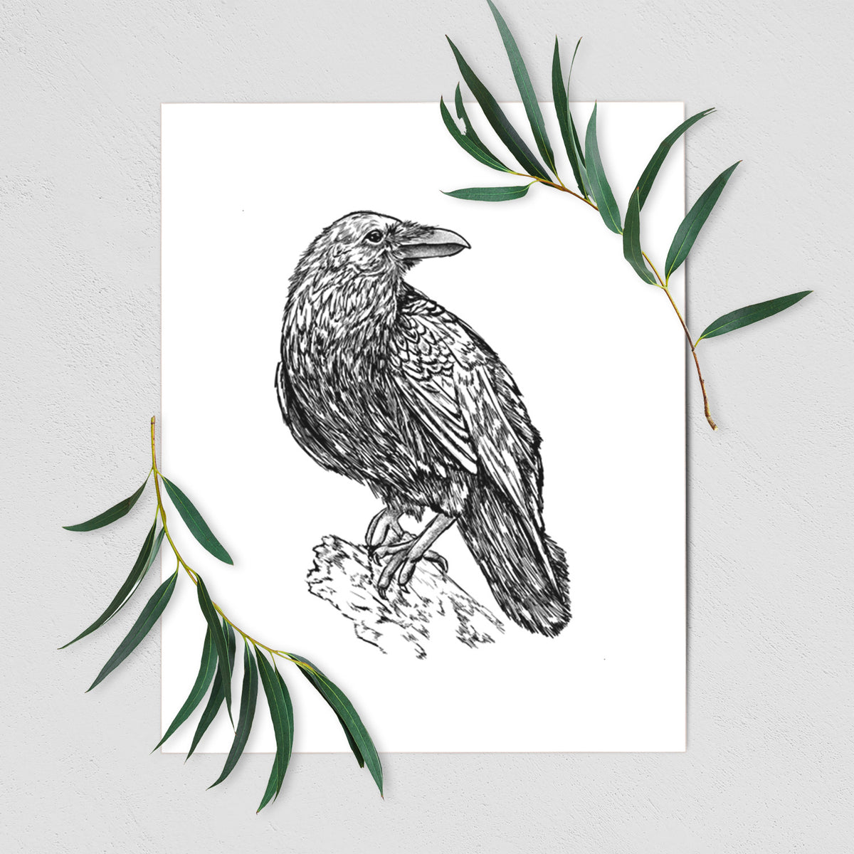 Art print of a detailed black ink sketch of a common raven perched on a rock, shown with eucalyptus leaves.