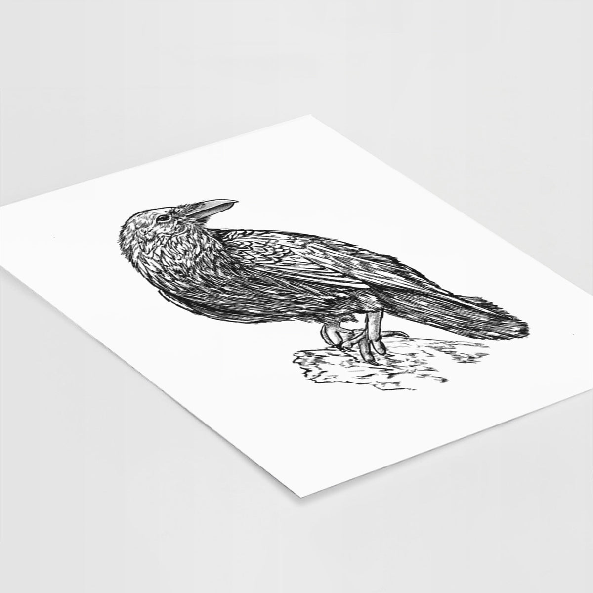 Art print of a detailed black ink sketch of a common raven perched on a rock, lying at an angle on a white surface.
