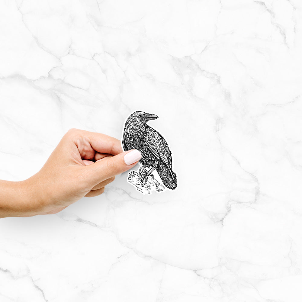 Hand holding a 4 inch vinyl decal of a detailed black ink sketch of a common raven perched on a rock.