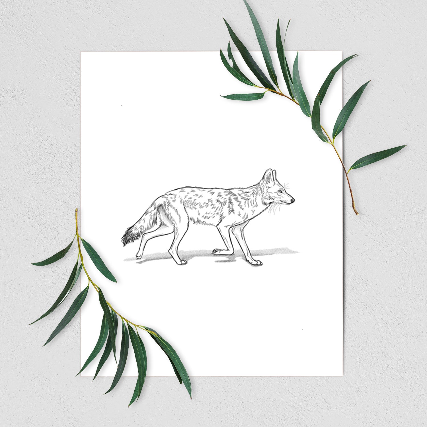 Art print of a black ink illustration of a coyote trotting, shown with eucalyptus leaves.