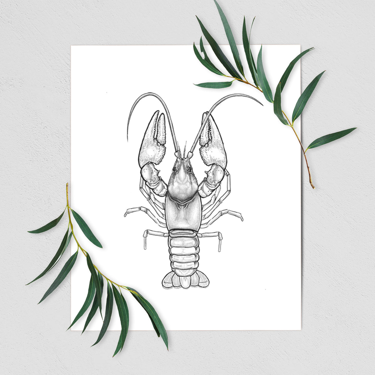 Art print of a detailed black ink illustration of a crayfish with its claws raised, seen from above, shown with eucalyptus leaves.