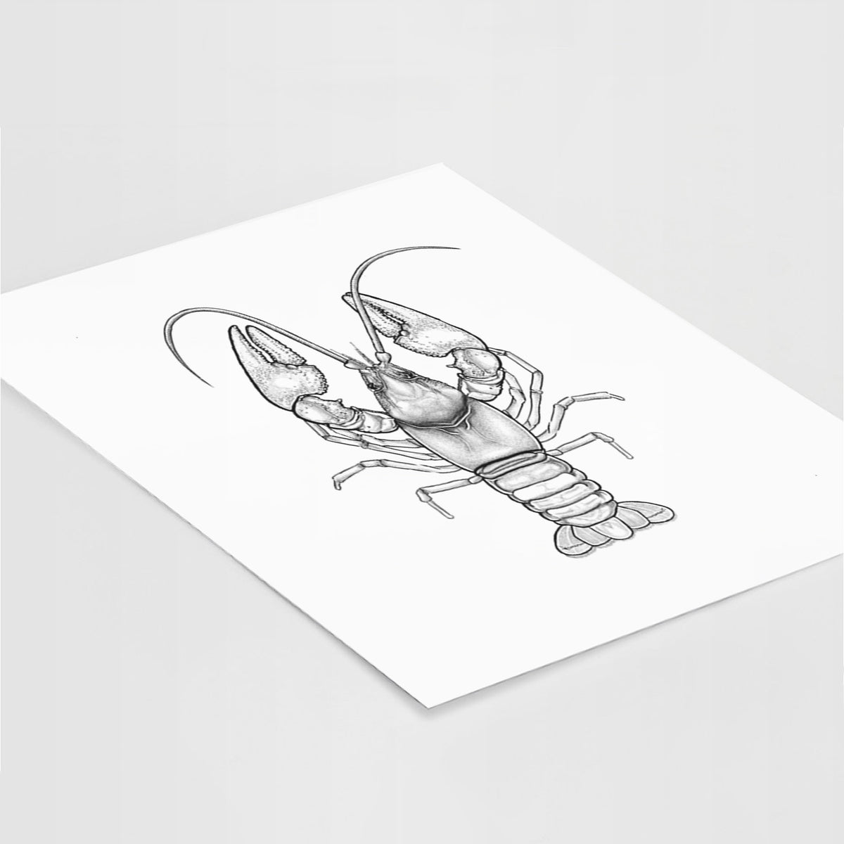 Art print of a detailed black ink illustration of a crayfish with its claws raised, seen from above, lying at an angle on a white surface.