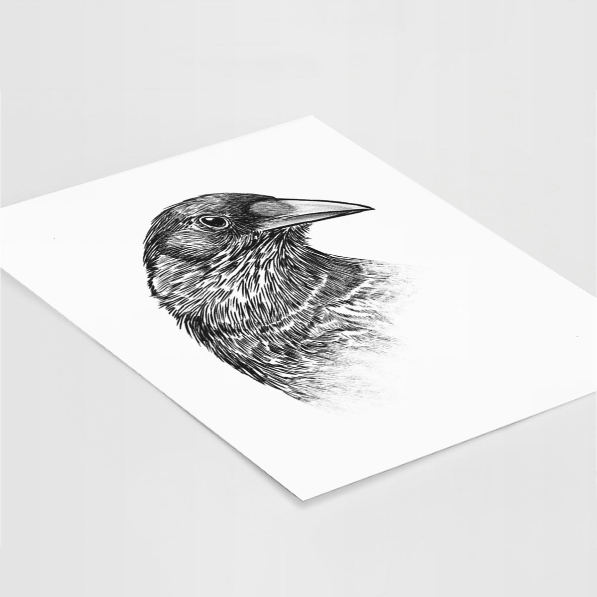 Art print of a detailed black ink portrait of a crow's head in profile, lying at an angle on a white surface.