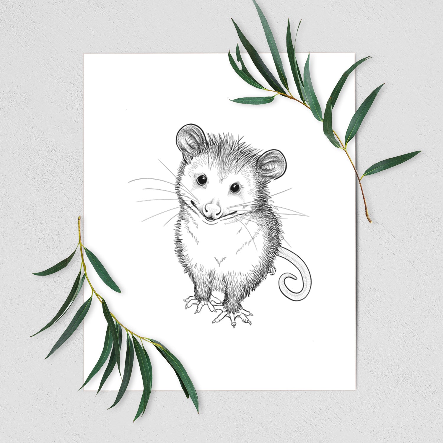 Art print of a black ink illustration of a wide-eyed baby opossum sitting, shown with eucalyptus leaves.