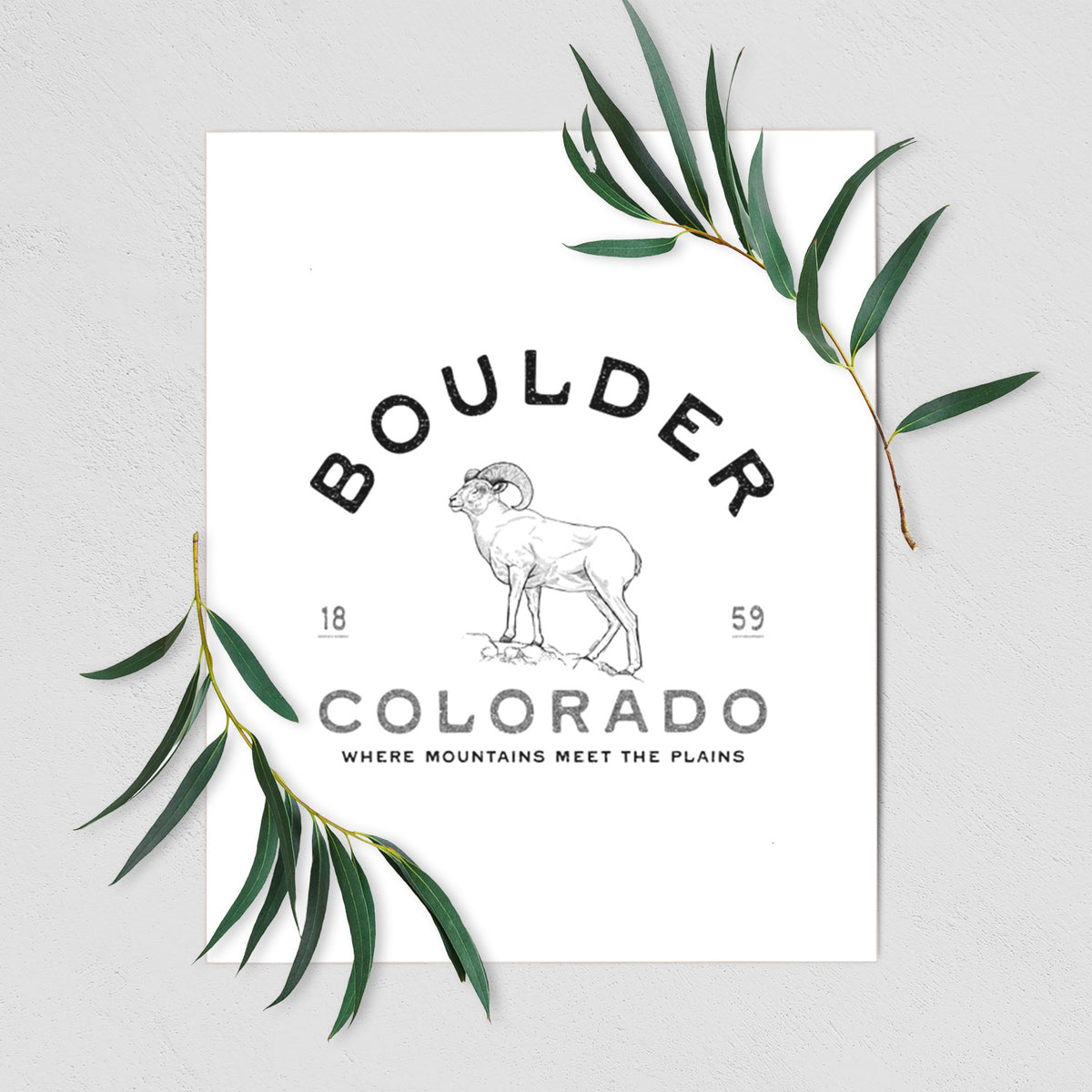 Art print of a black ink bighorn sheep with the words Boulder Colorado, Where Mountains Meet the Plains, 1859, shown with eucalyptus leaves.