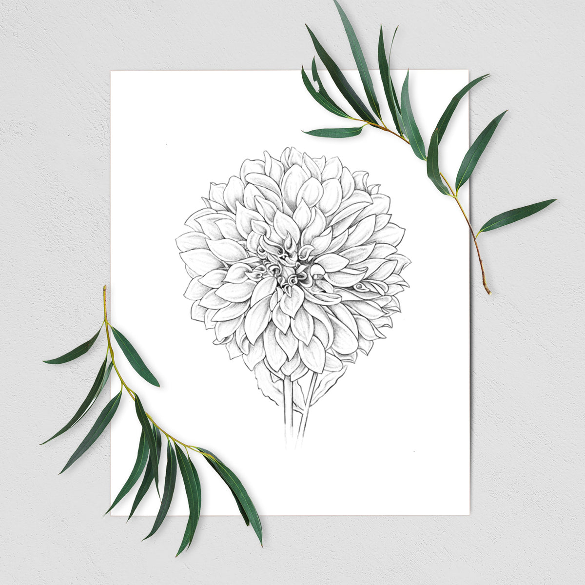 Art print of a detailed black ink line drawing of a Cafe au Lait dahlia bloom, shown with eucalyptus leaves.