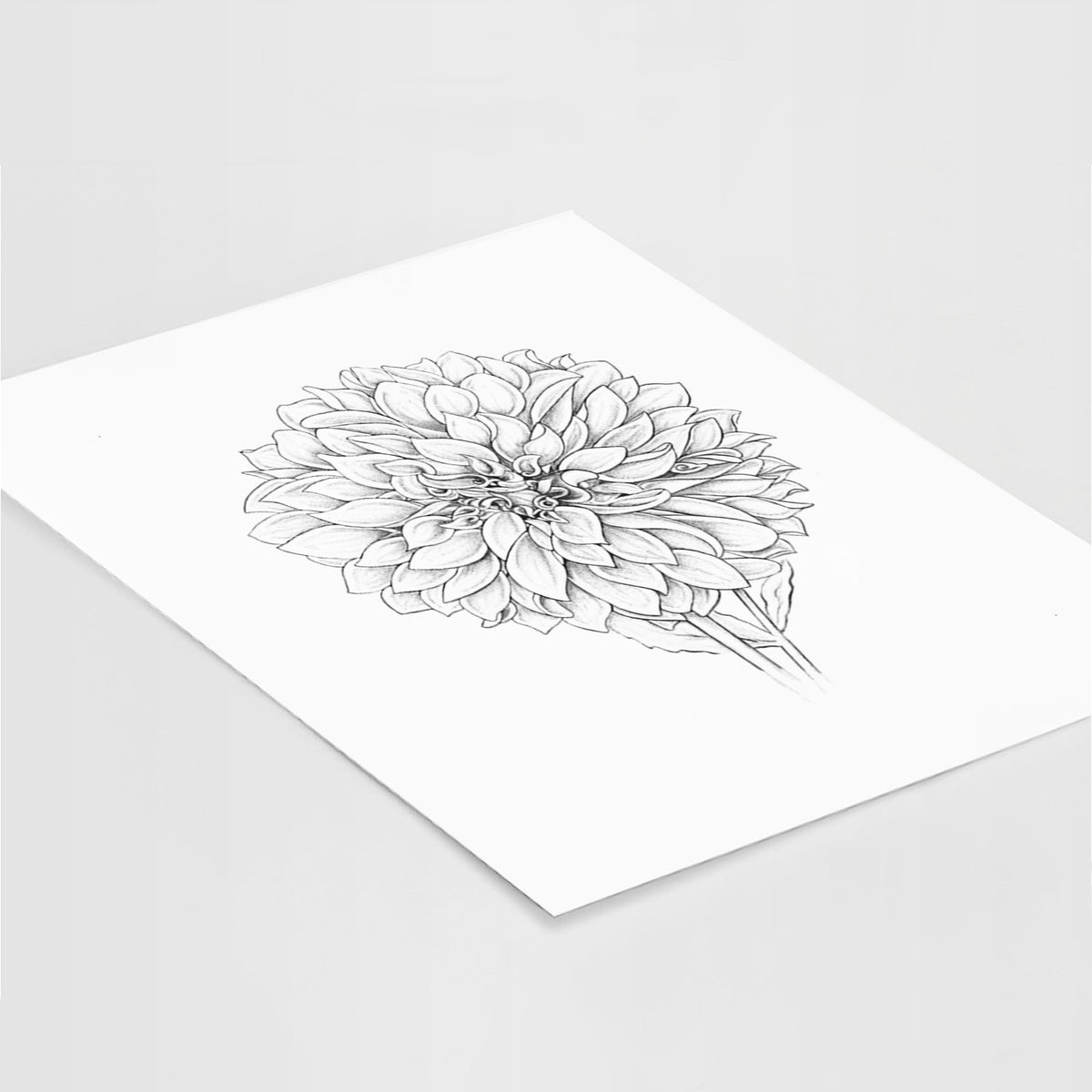 Art print of a detailed black ink line drawing of a Cafe au Lait dahlia bloom, lying at an angle on a white surface.