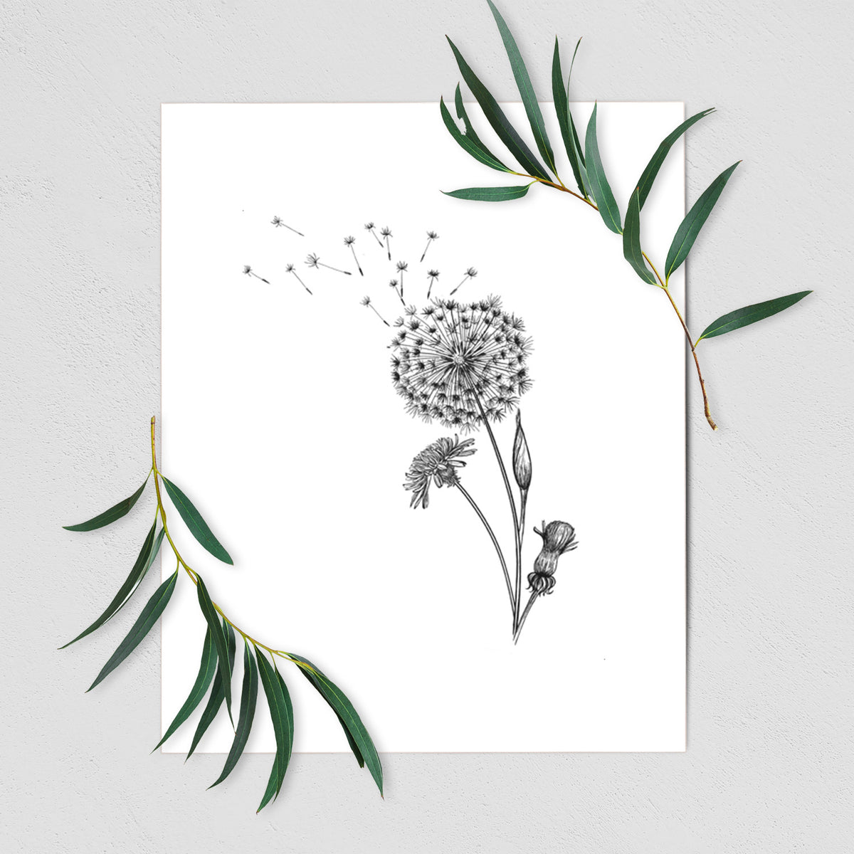 Art print of a black ink line drawing of a dandelion seed head with seeds blowing away, shown with eucalyptus leaves.
