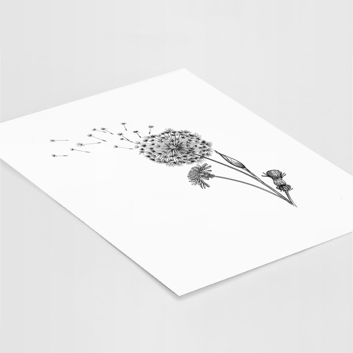 Art print of a black ink line drawing of a dandelion seed head with seeds blowing away, lying at an angle on a white surface.