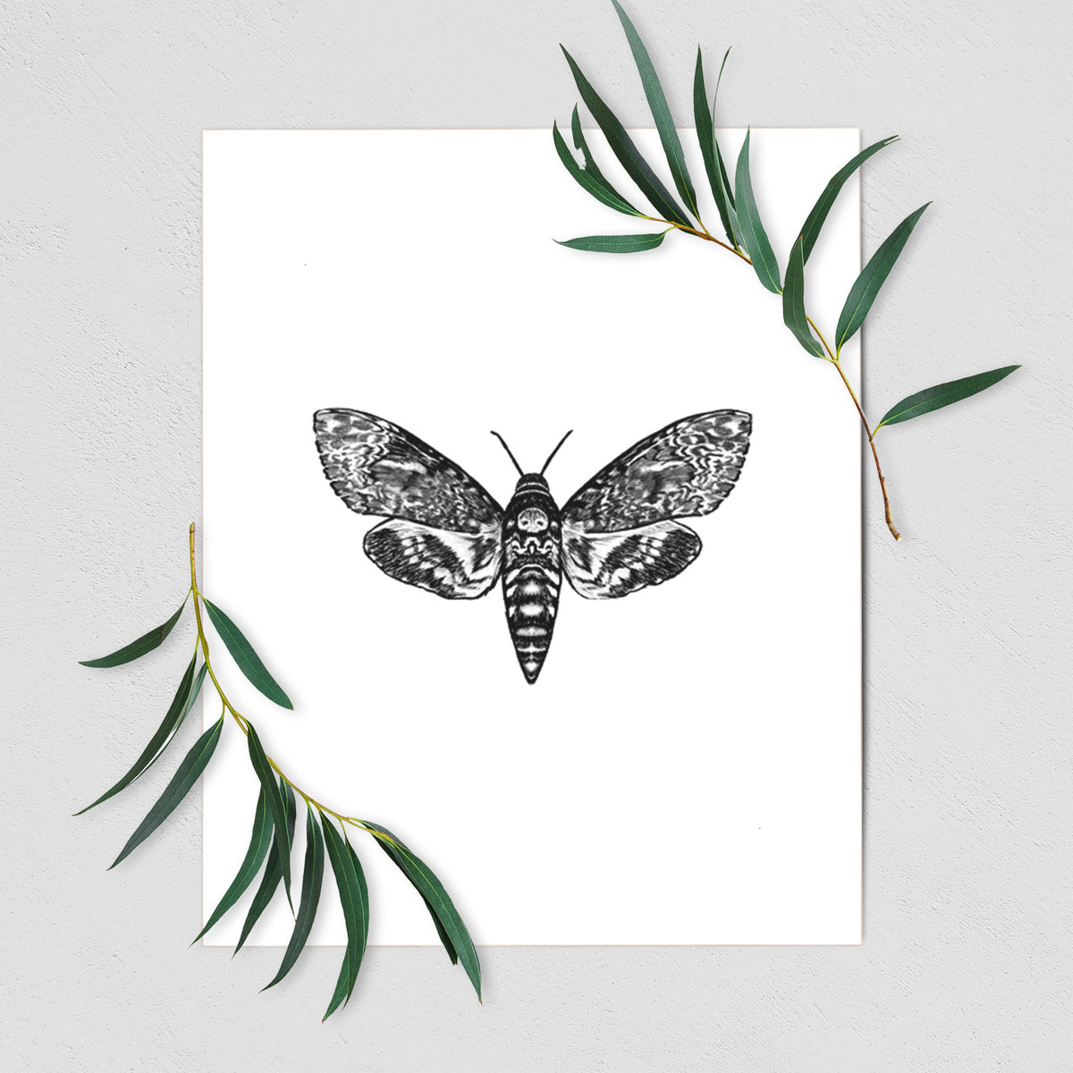 Art print of a detailed black ink illustration of a death's-head hawkmoth with its wings spread, shown with eucalyptus leaves.