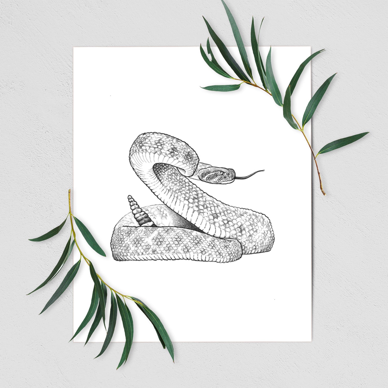 Art print of a detailed black ink illustration of a coiled diamondback rattlesnake, shown with eucalyptus leaves.