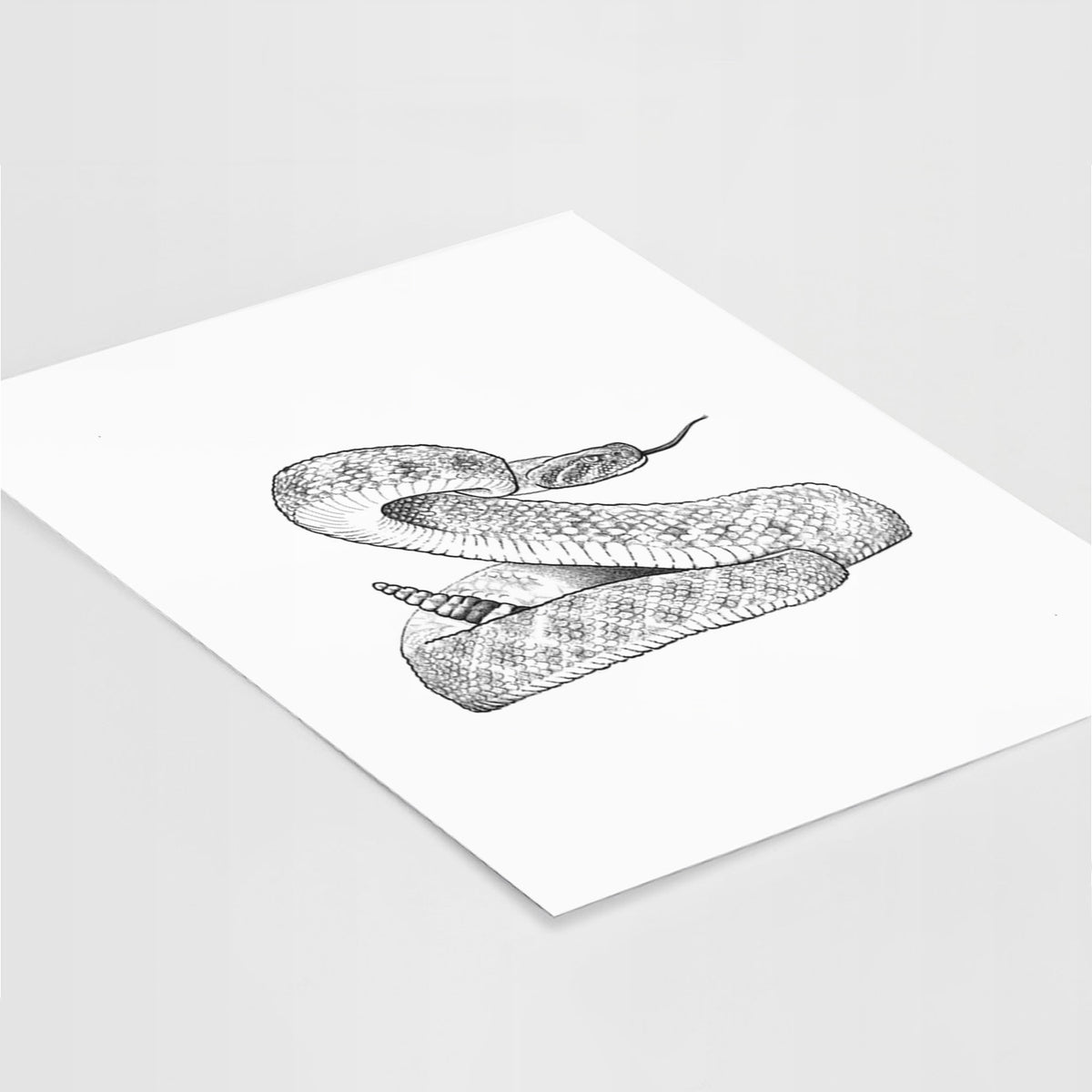 Art print of a detailed black ink illustration of a coiled diamondback rattlesnake, lying at an angle on a white surface.