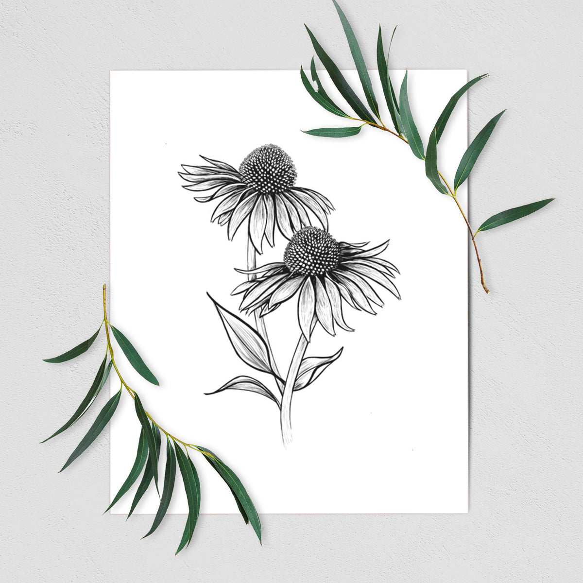 Art print of a black ink line drawing of two coneflowers on tall stems, shown with eucalyptus leaves.