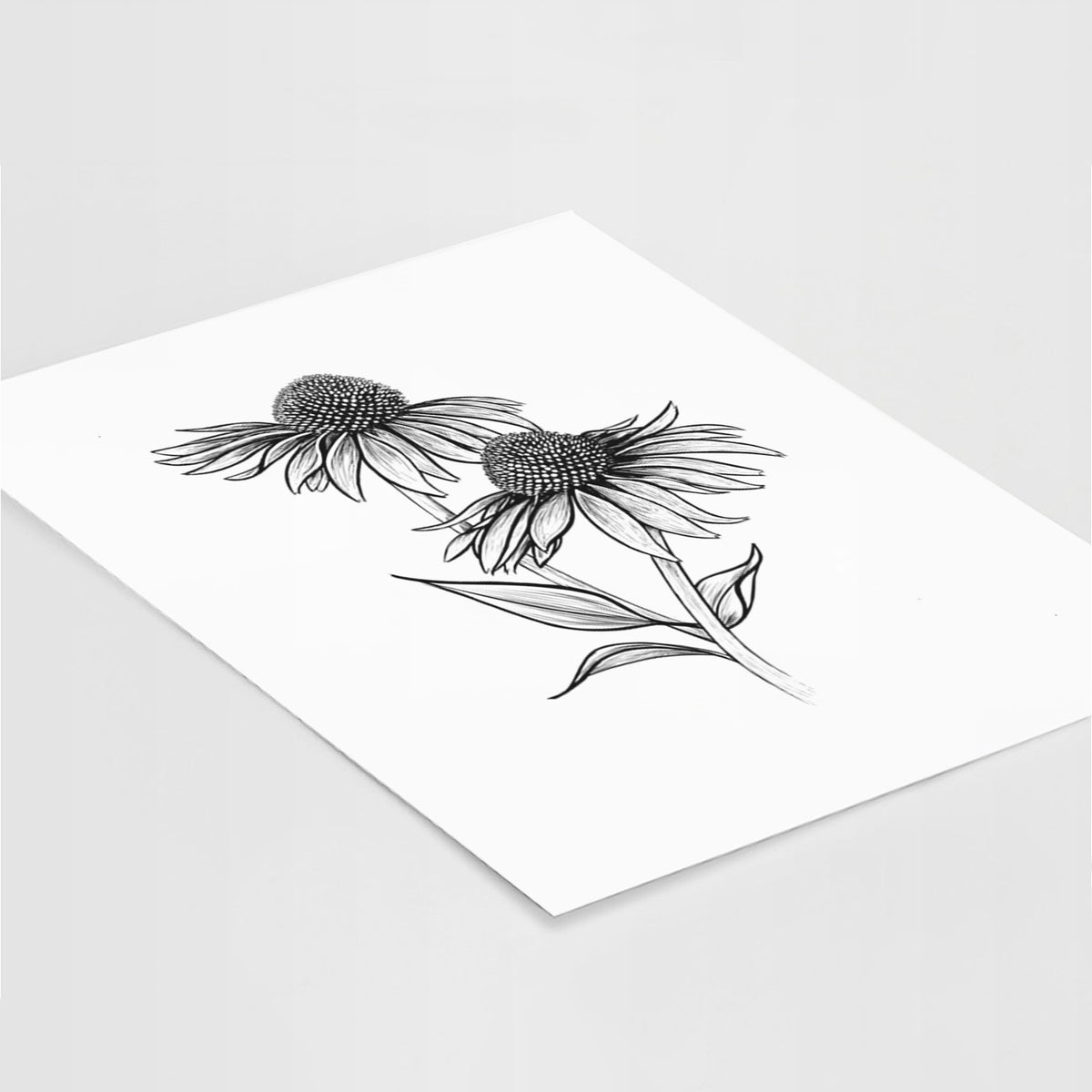 Art print of a black ink line drawing of two coneflowers on tall stems, lying at an angle on a white surface.