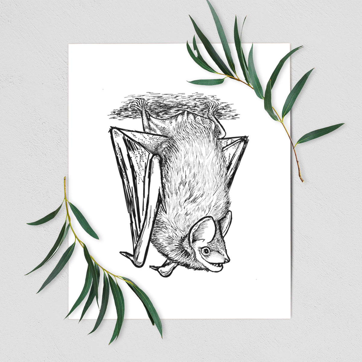 Art print of a detailed black ink illustration of a big brown bat hanging upside down, shown with eucalyptus leaves.