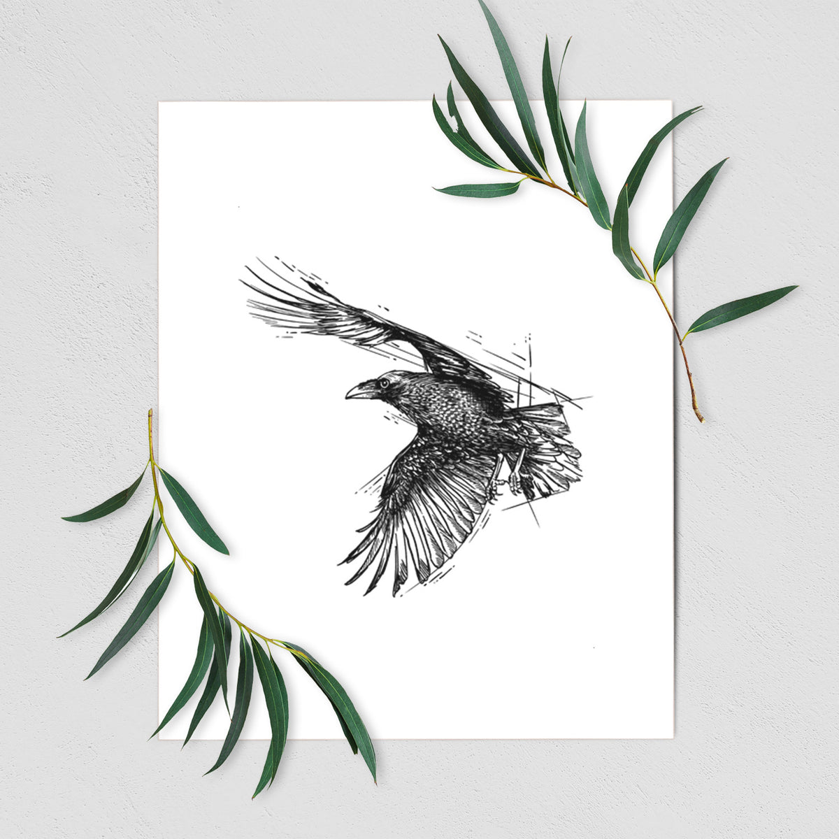 Art print of a black ink illustration of a raven in flight with its wings spread, shown with eucalyptus leaves.