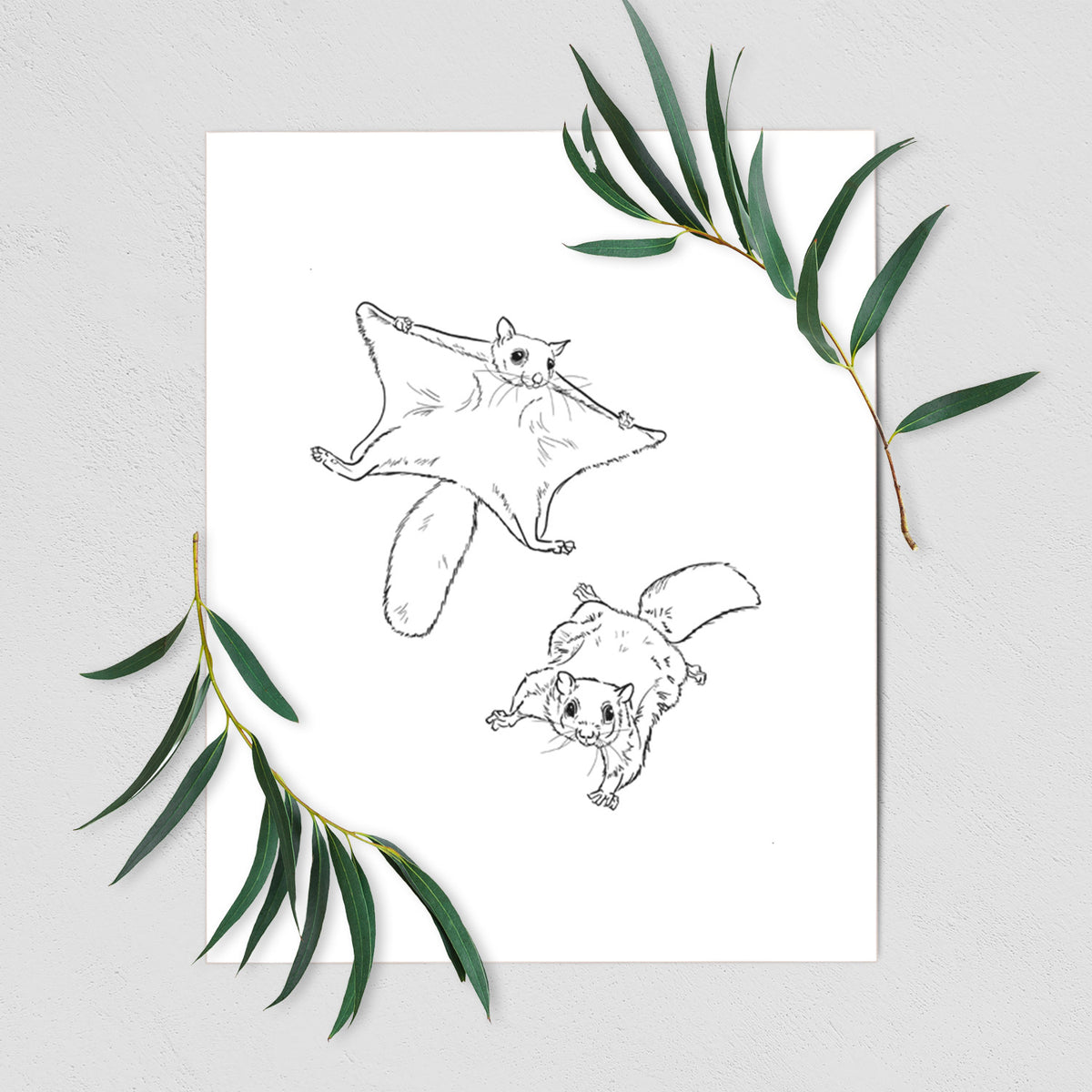 Art print of a black ink illustration of two flying squirrels gliding with their skin flaps spread, shown with eucalyptus leaves.