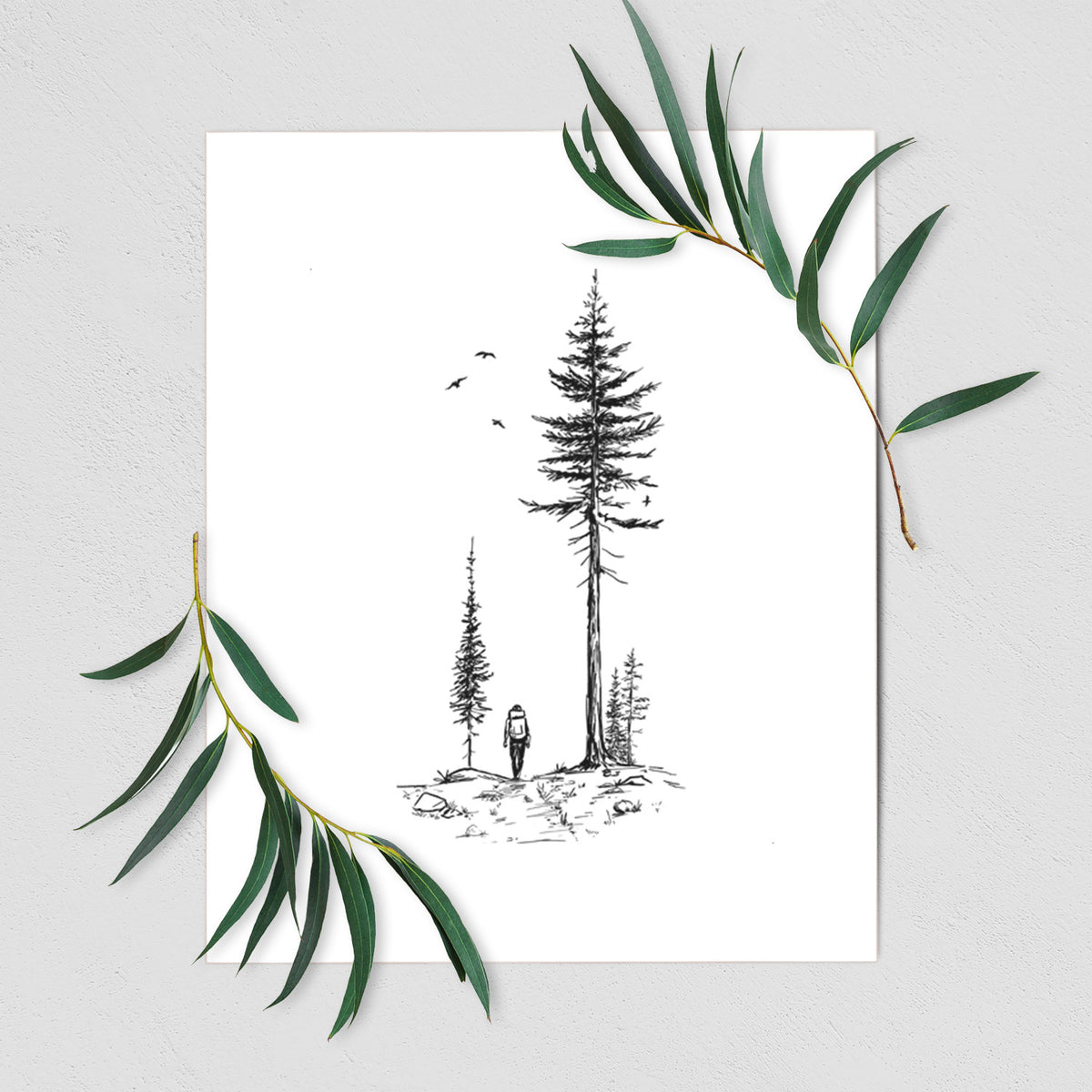 Art print of a black ink illustration of a lone hiker walking between tall pine trees with birds overhead, shown with eucalyptus leaves.
