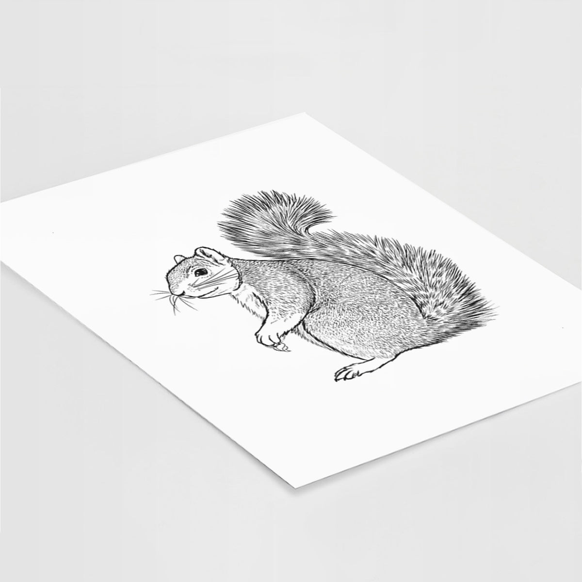 Art print of a detailed black ink illustration of a fox squirrel sitting with a bushy tail, lying at an angle on a white surface.