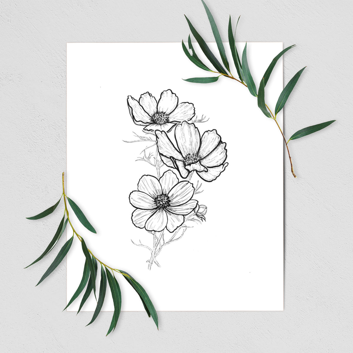Art print of a black ink line drawing of garden cosmos flowers on stems, shown with eucalyptus leaves.