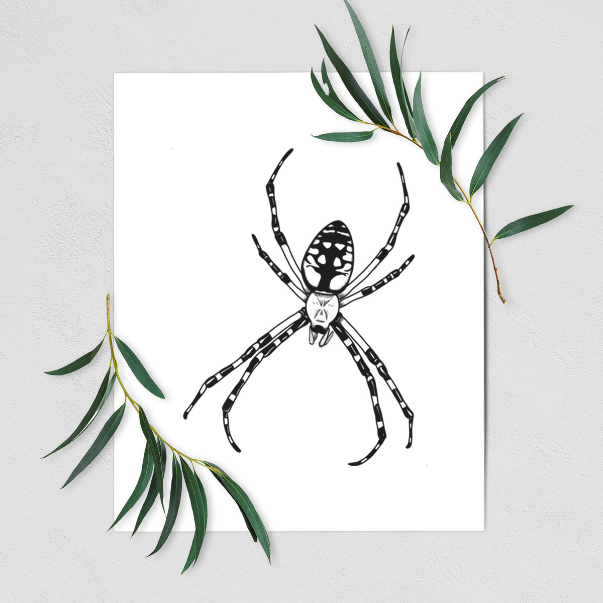 Art print of a detailed black ink illustration of a garden spider with long striped legs, shown with eucalyptus leaves.