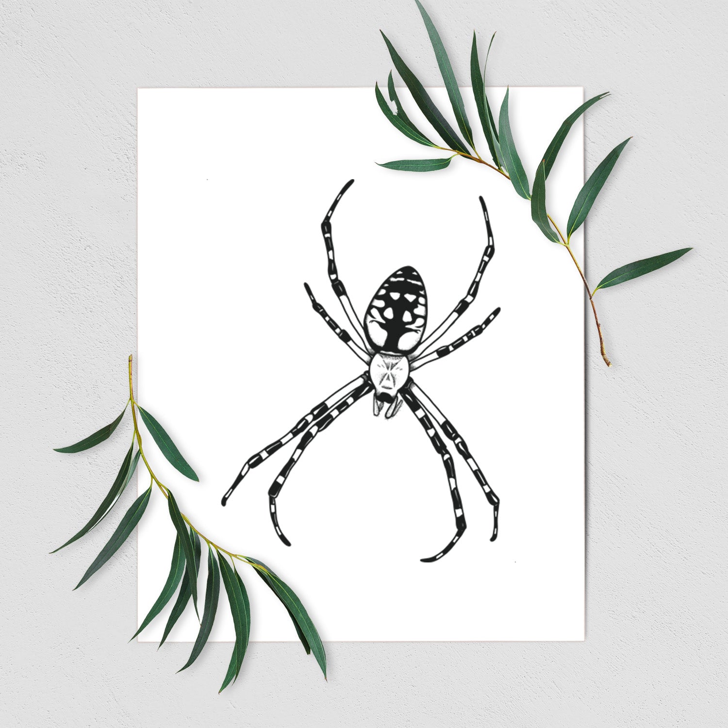 Art print of a detailed black ink illustration of a garden spider with long striped legs, shown with eucalyptus leaves.