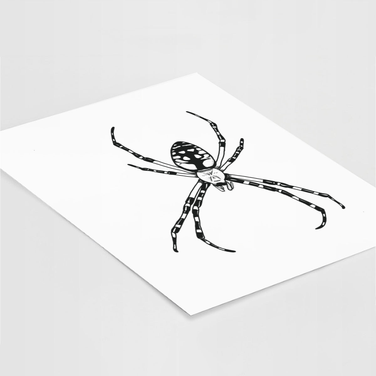 Art print of a detailed black ink illustration of a garden spider with long striped legs, lying at an angle on a white surface.