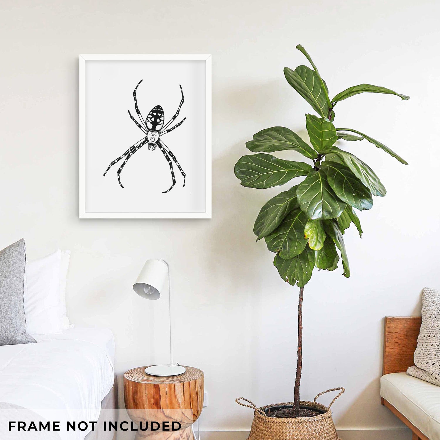 Art print of a detailed black ink illustration of a garden spider with long striped legs, shown with eucalyptus leaves.