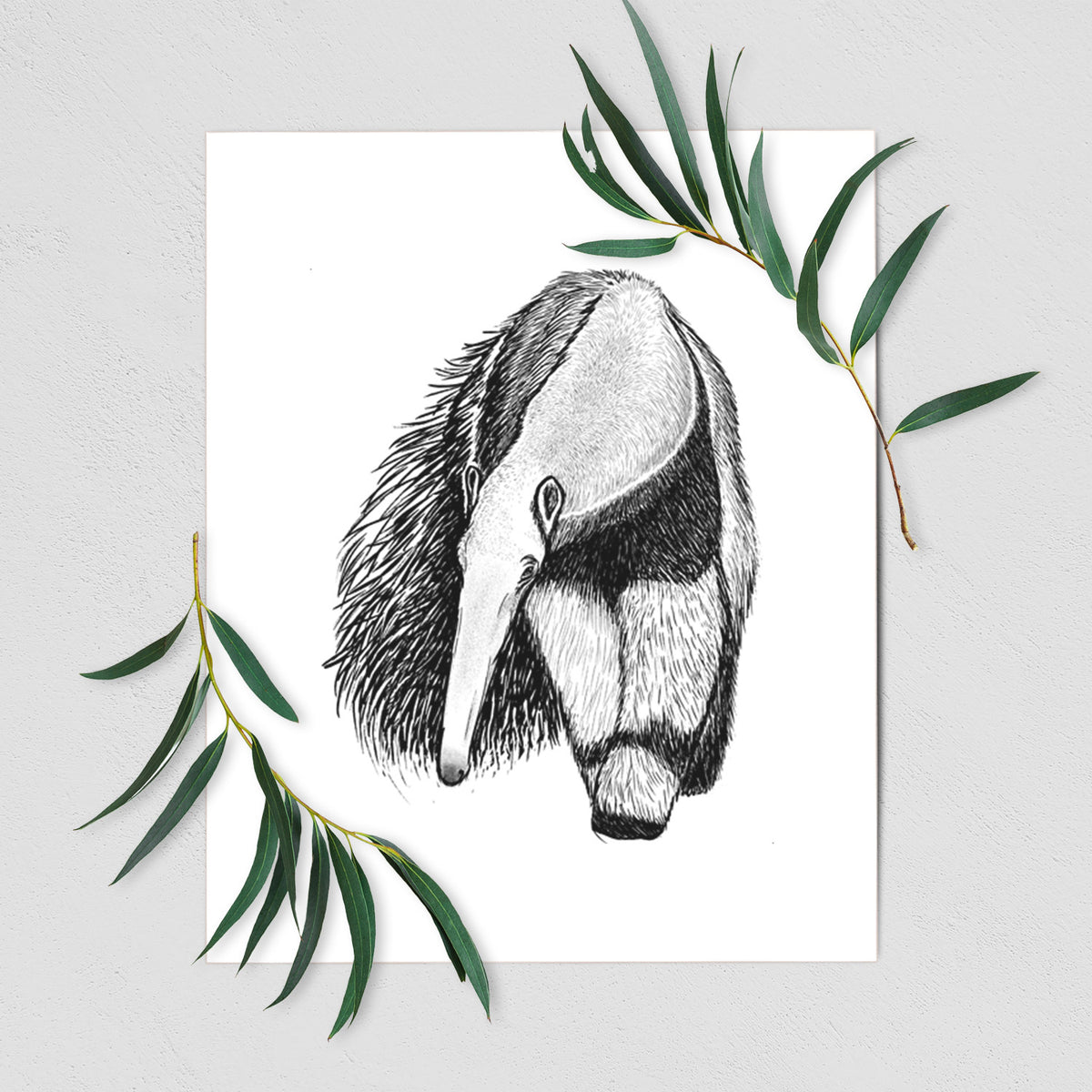 Art print of a detailed black ink illustration of a giant anteater with its long snout and bushy tail, shown with eucalyptus leaves.