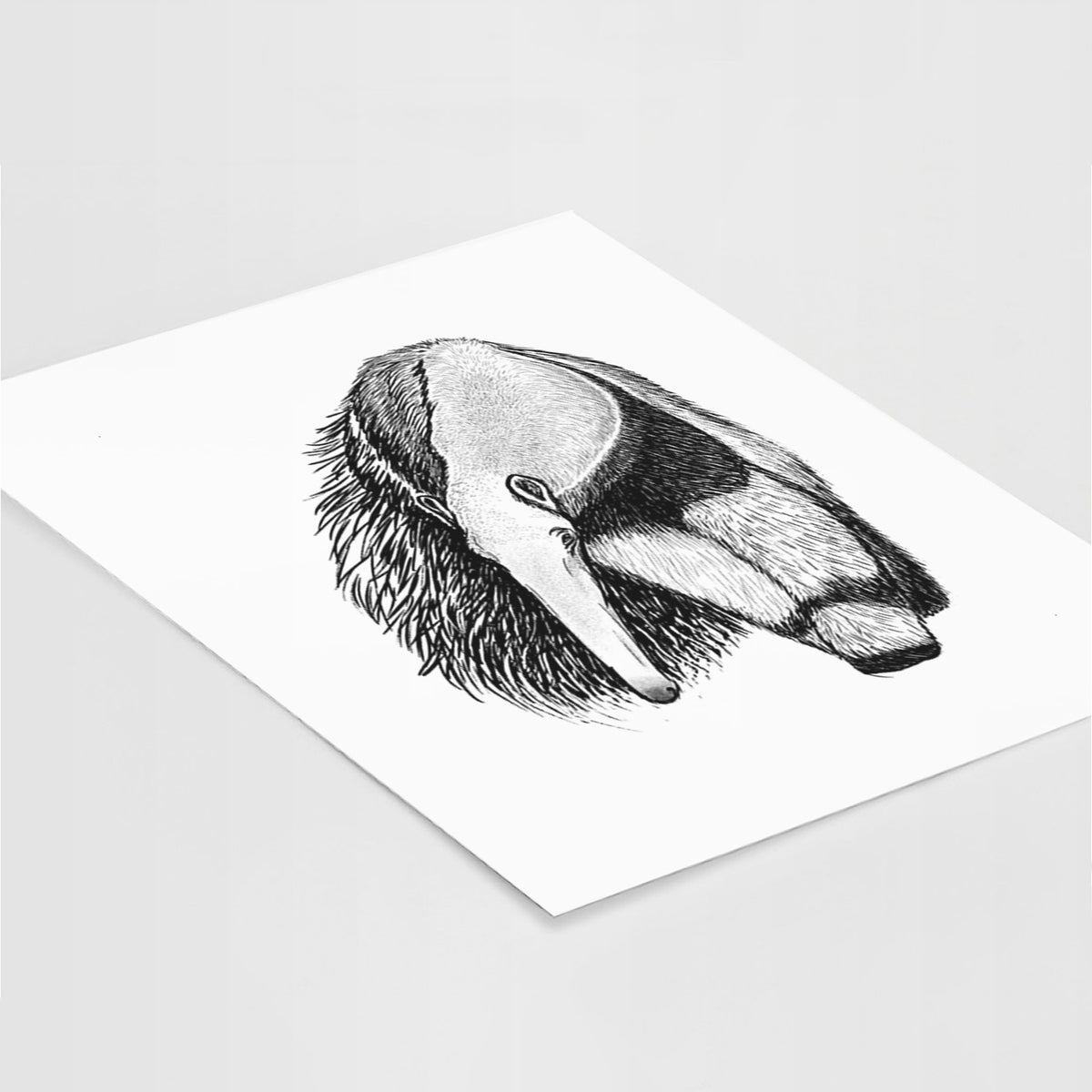 Art print of a detailed black ink illustration of a giant anteater with its long snout and bushy tail, lying at an angle on a white surface.