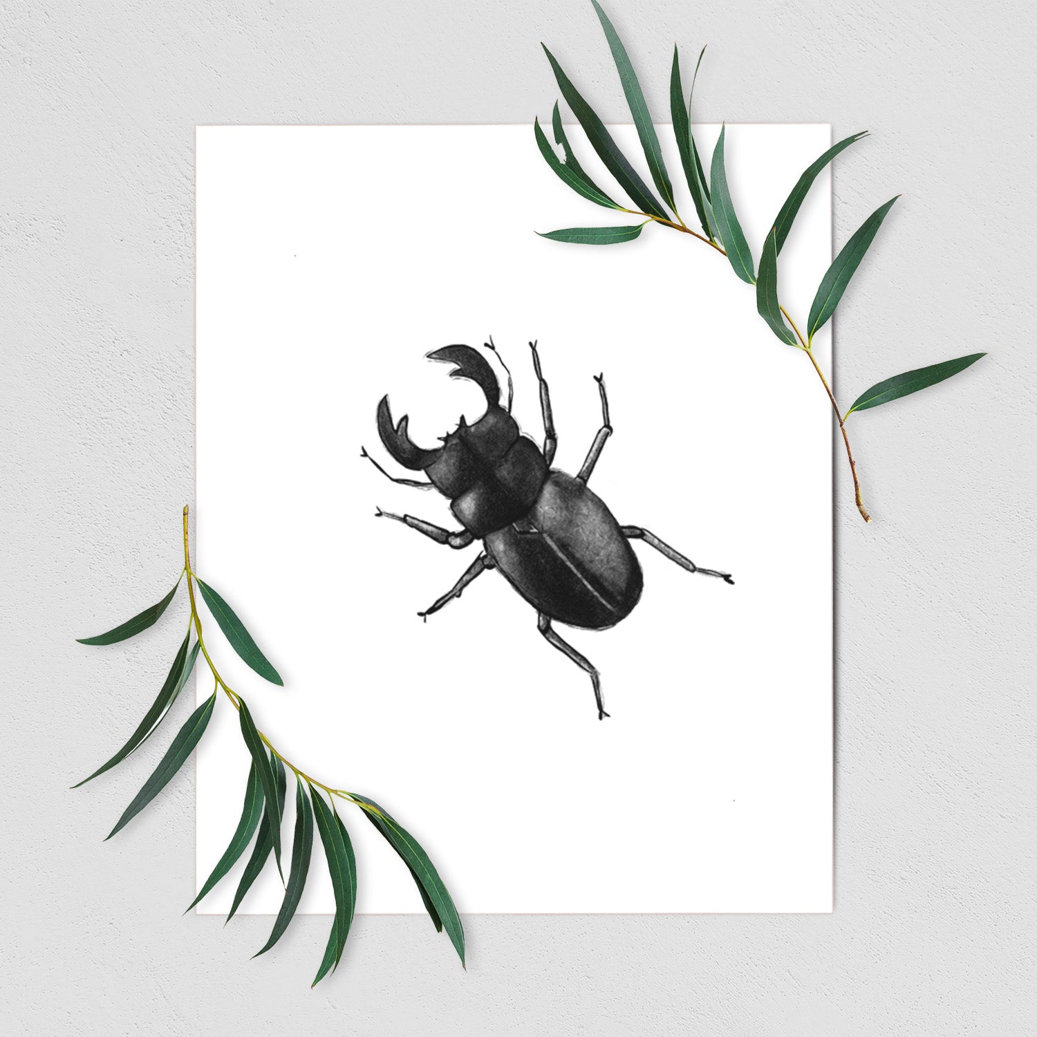 Art print of a detailed black ink illustration of a giant stag beetle with large jaws, seen from above, shown with eucalyptus leaves.