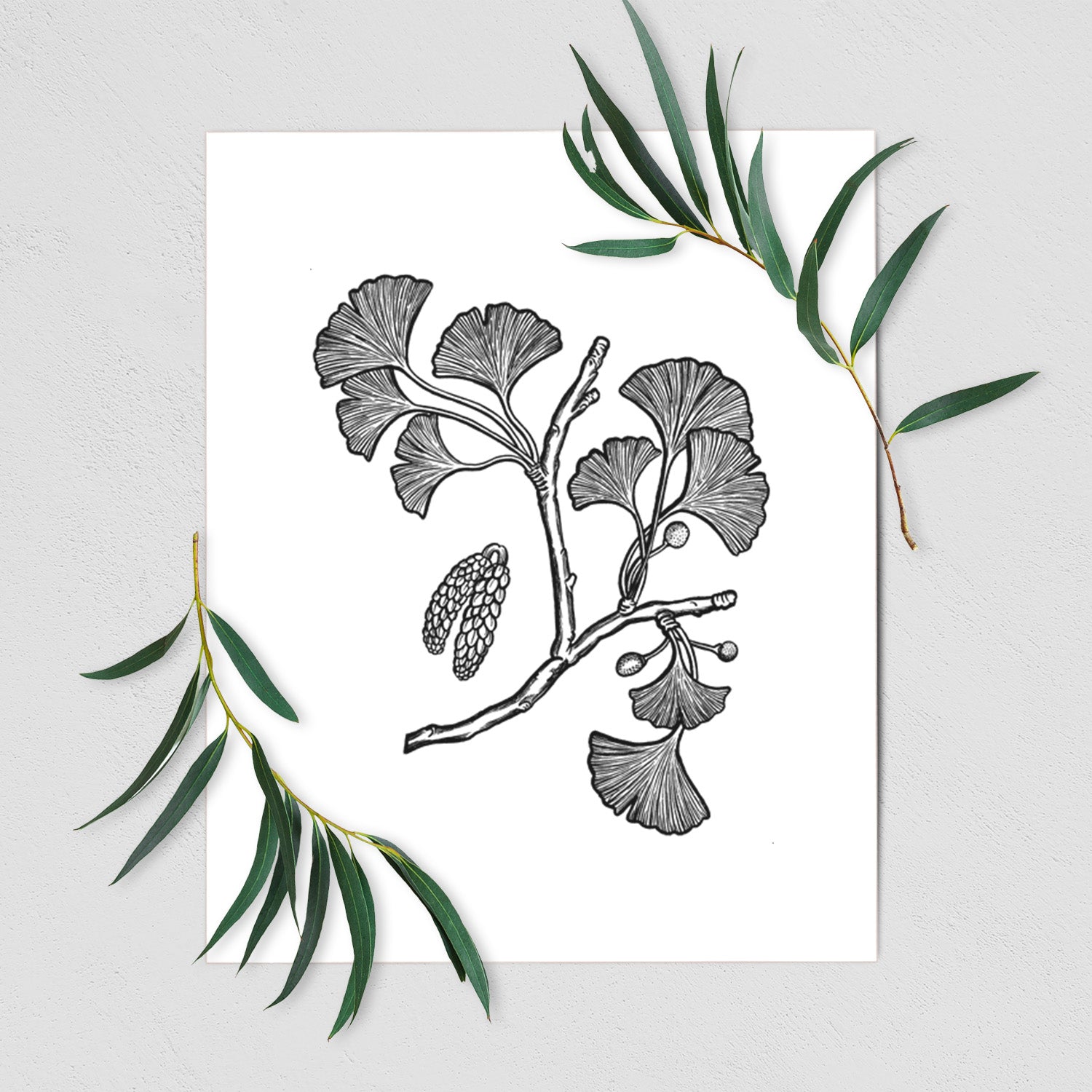 Art print of a black ink illustration of a ginkgo branch with fan-shaped leaves, shown with eucalyptus leaves.