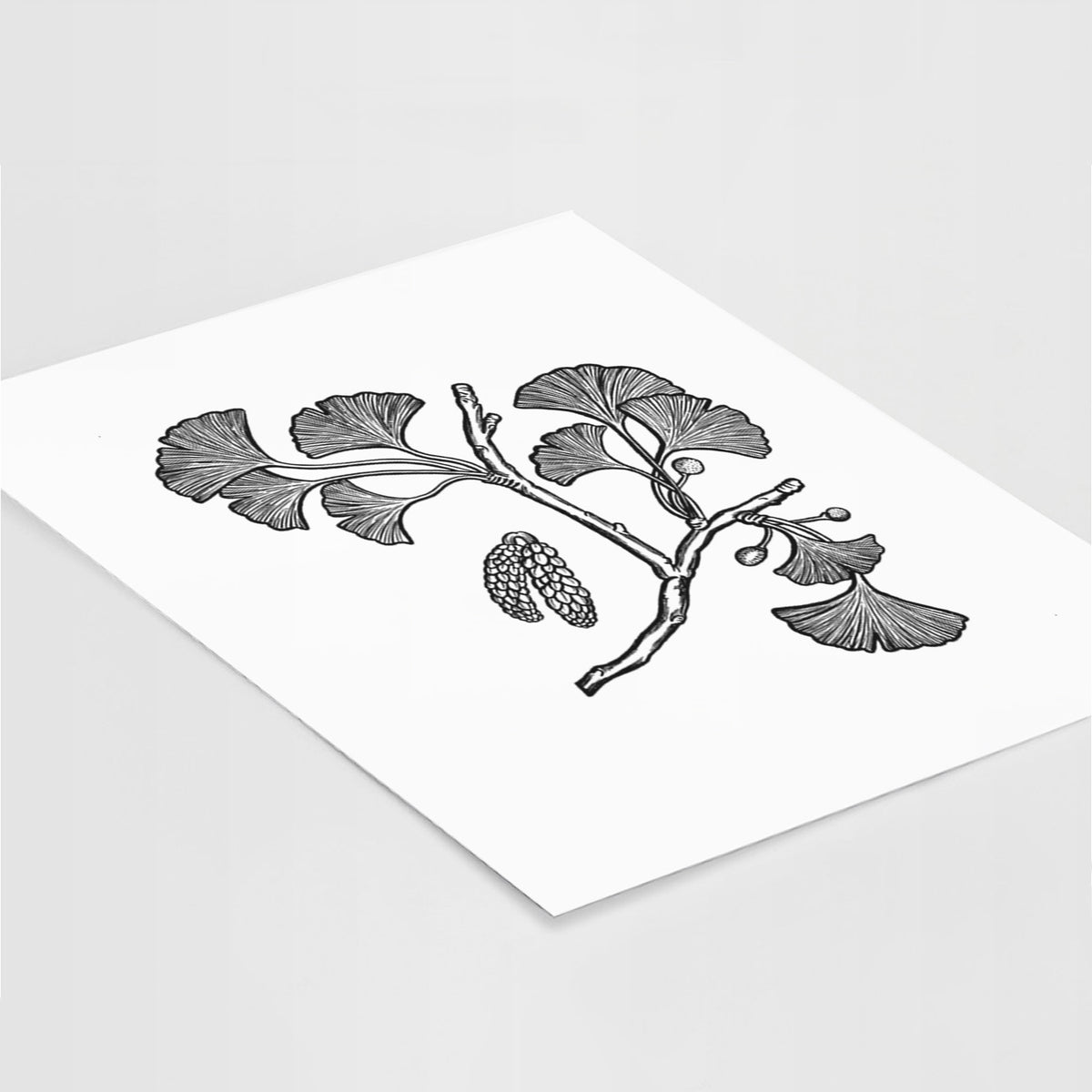 Art print of a black ink illustration of a ginkgo branch with fan-shaped leaves, lying at an angle on a white surface.
