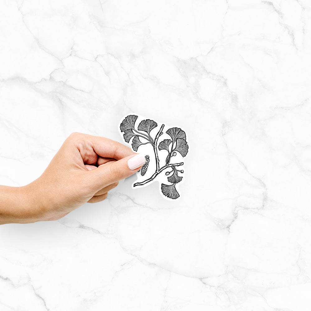Hand holding a 4 inch vinyl decal of a black ink illustration of a ginkgo branch with fan-shaped leaves.