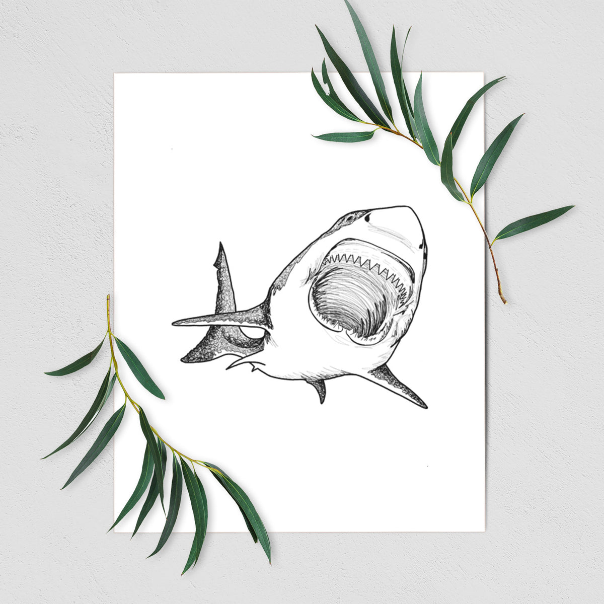 Art print of a black ink illustration of a great white shark swimming toward the viewer with its mouth open, shown with eucalyptus leaves.