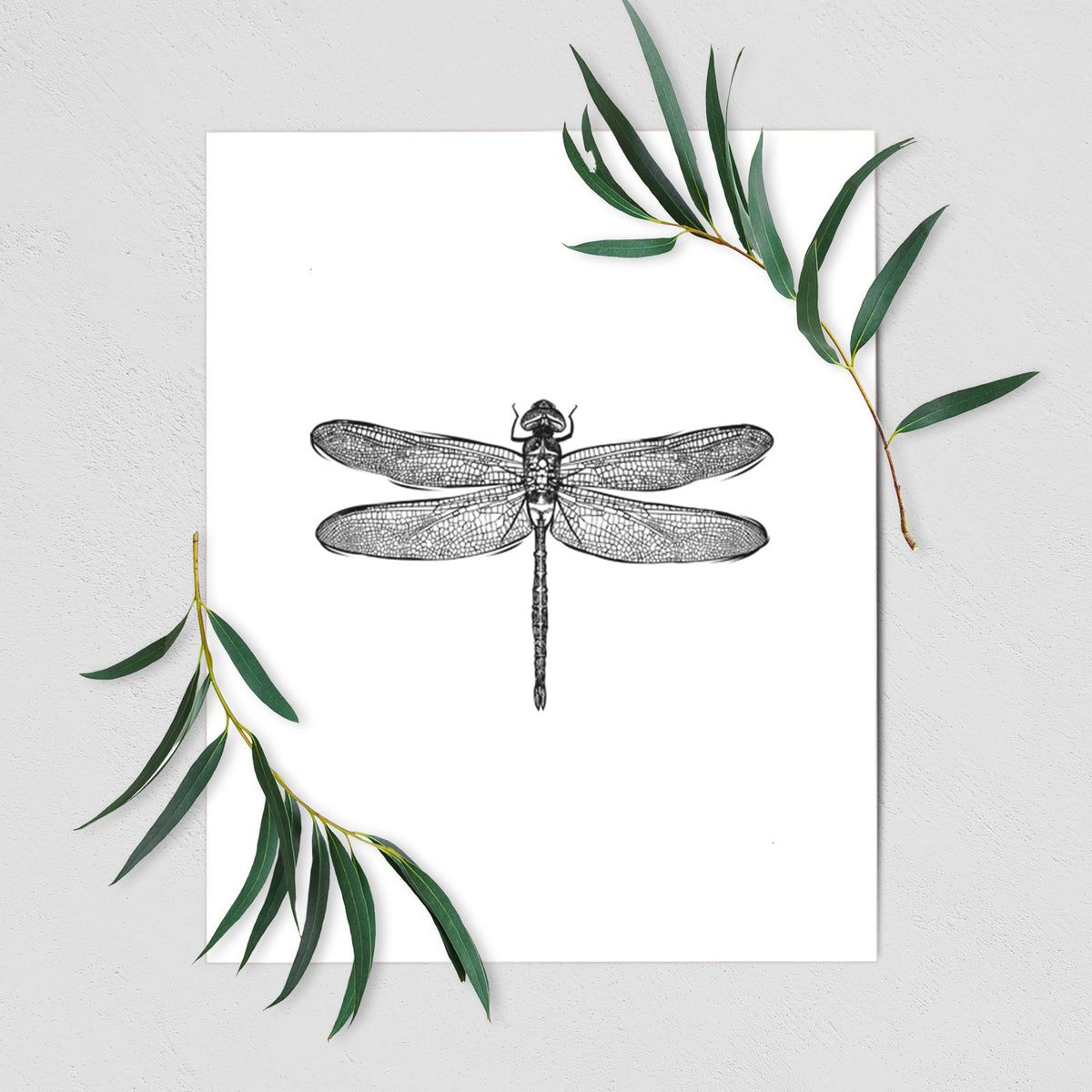 Art print of a detailed black ink illustration of a green darner dragonfly with its wings spread, seen from above, shown with eucalyptus leaves.